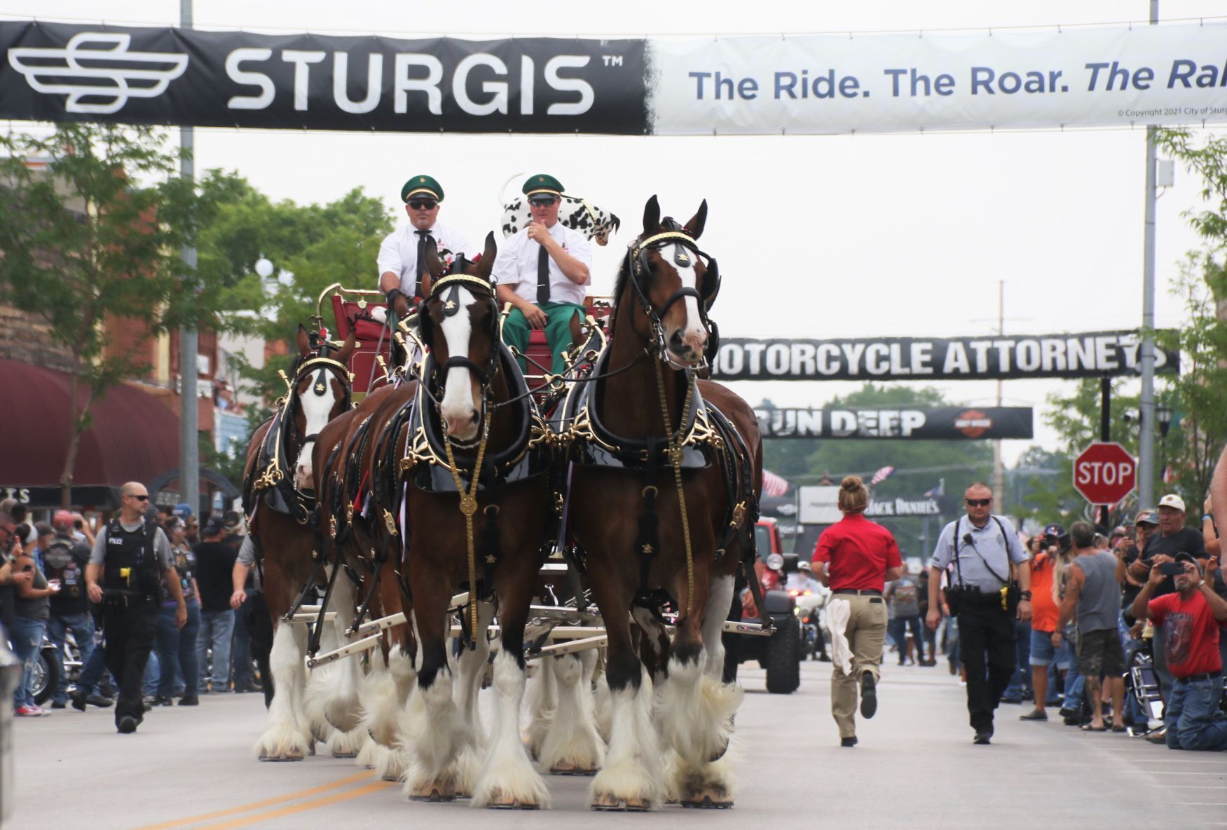 Budweiser Clydesdales